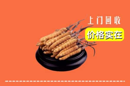 凉山州越西回收冬虫夏草
